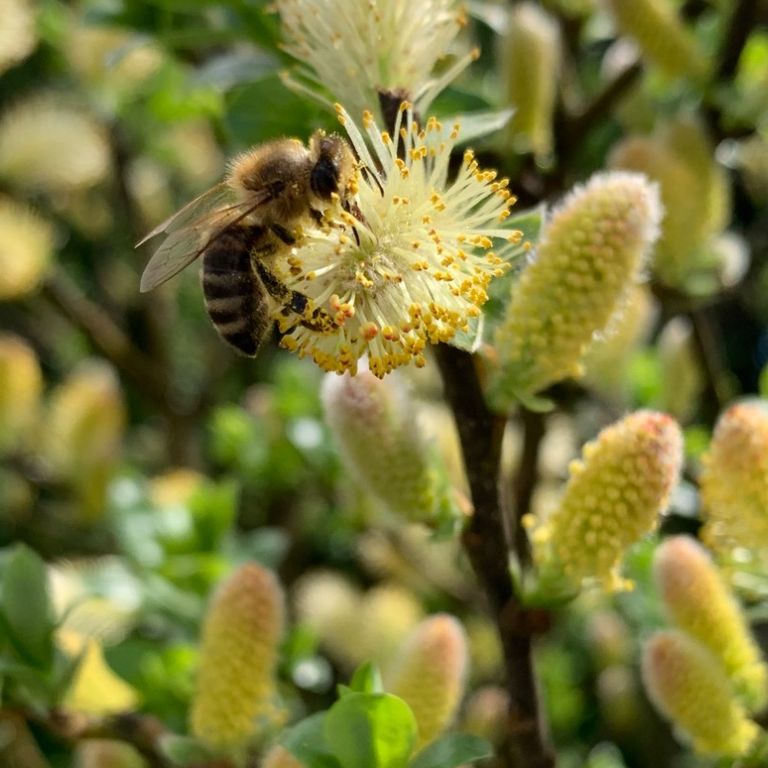 Trefferlein Edelbrände im Klopferformat