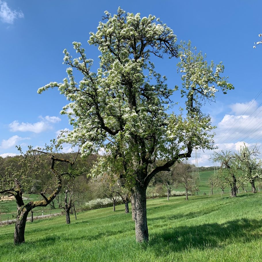 Einzeln stehender Streuobstbaum im Winter