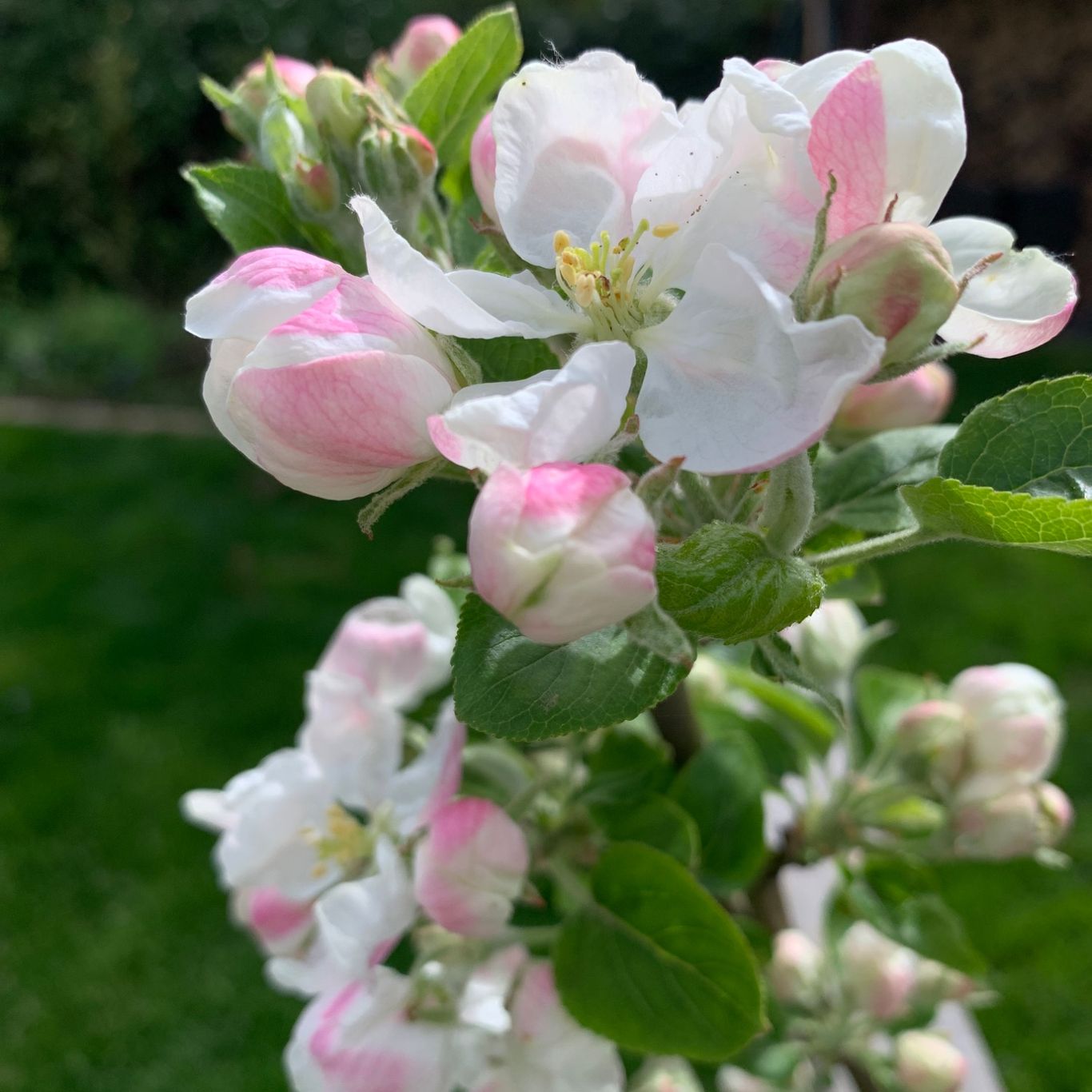 Streuobstwiese im Winter